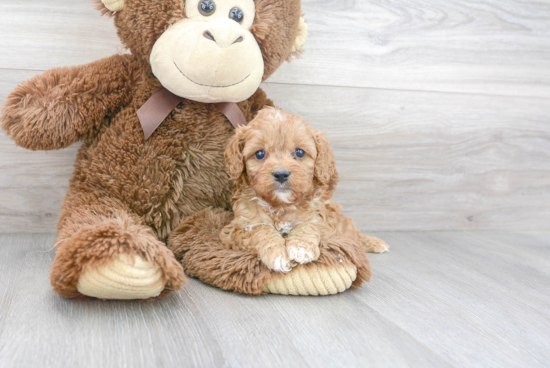 Cavapoo Pup Being Cute