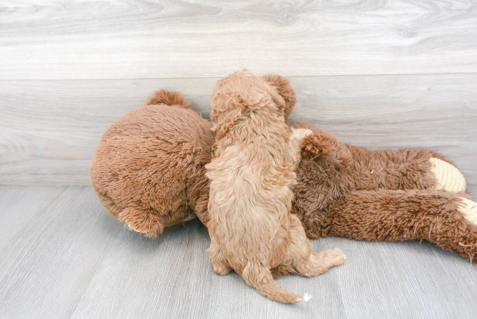 Adorable Cavoodle Poodle Mix Puppy