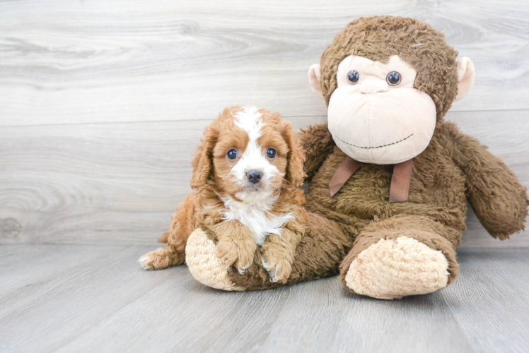 Funny Cavapoo Poodle Mix Pup