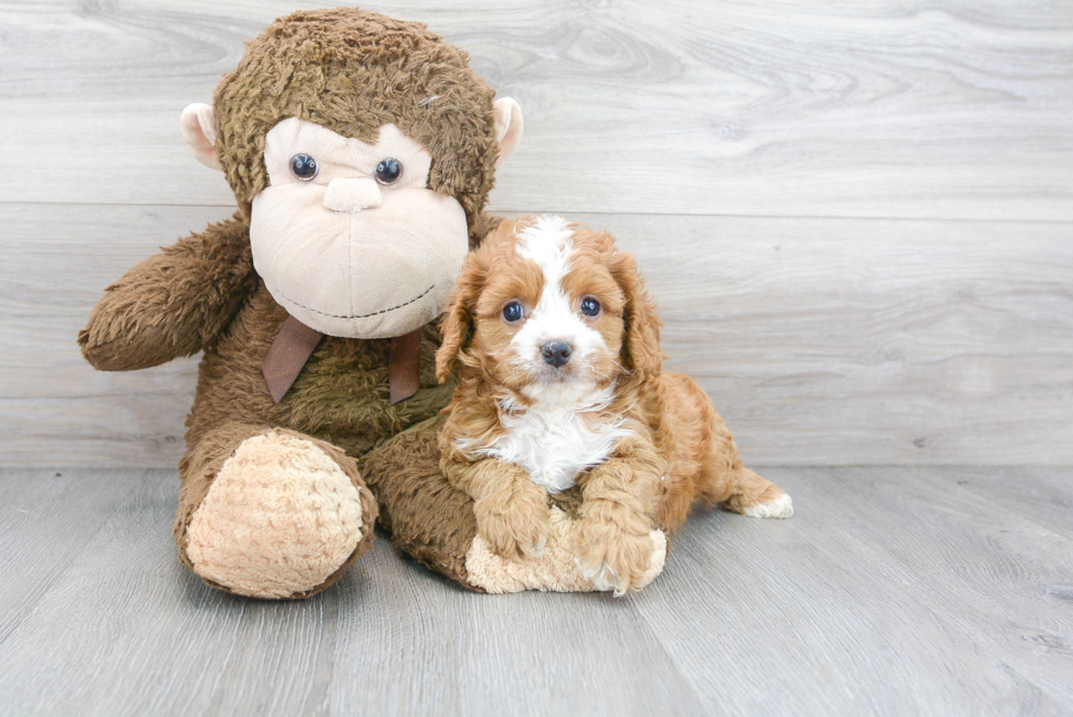 Cavapoo Pup Being Cute