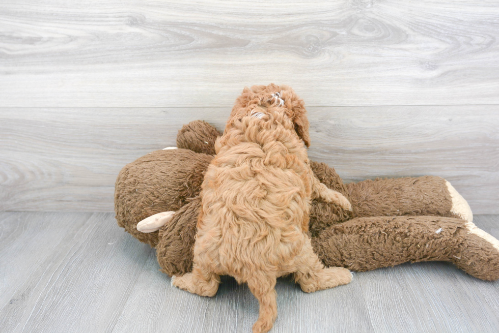 Sweet Cavapoo Baby