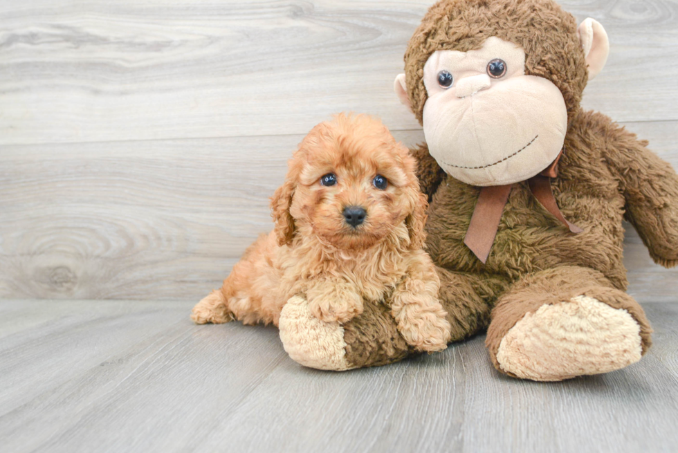 Cavapoo Puppy for Adoption