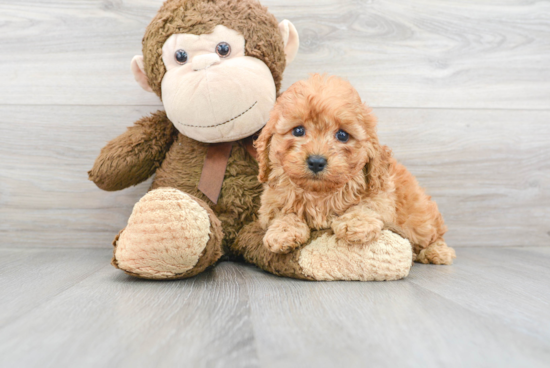 Cute Cavapoo Baby