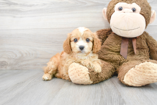 Happy Cavapoo Baby