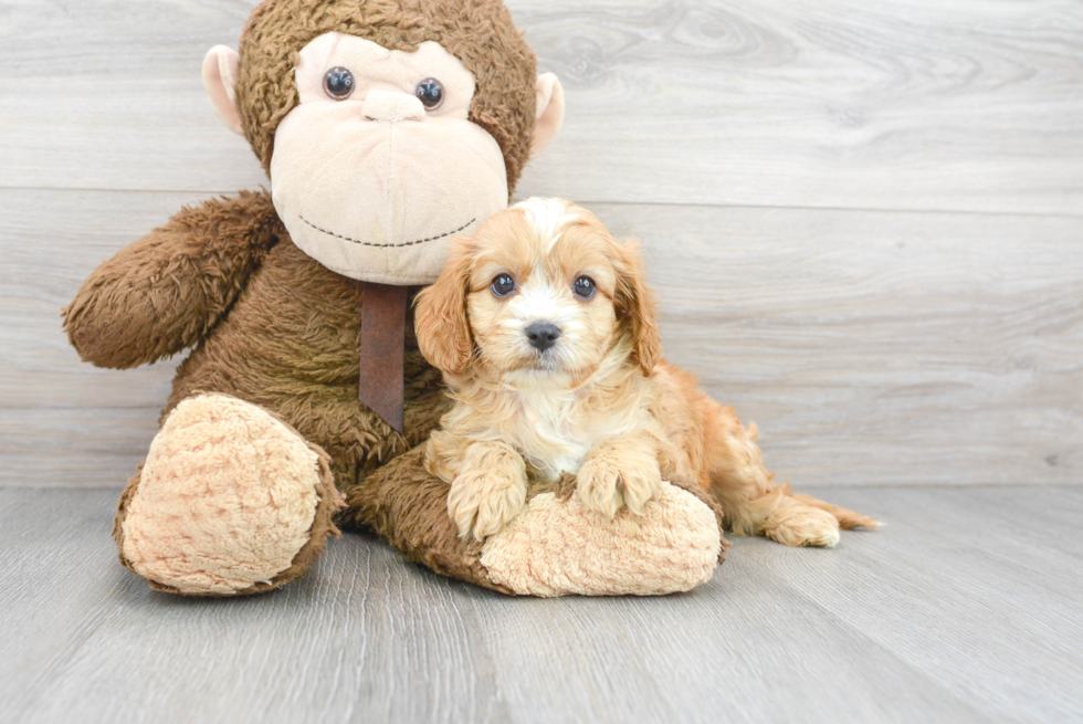 Fluffy Cavapoo Poodle Mix Pup