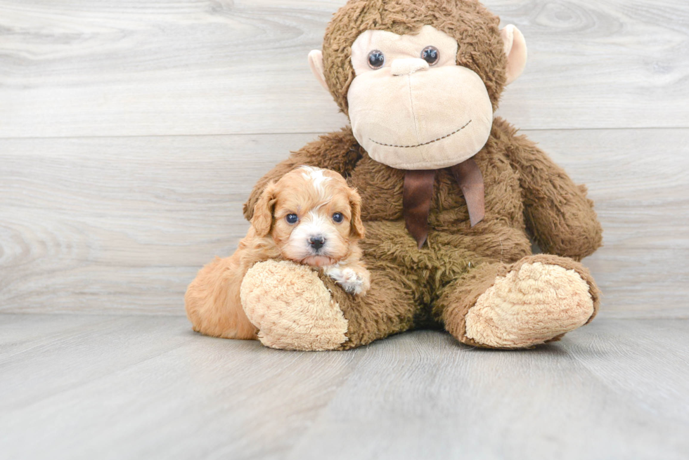 Fluffy Cavapoo Poodle Mix Pup