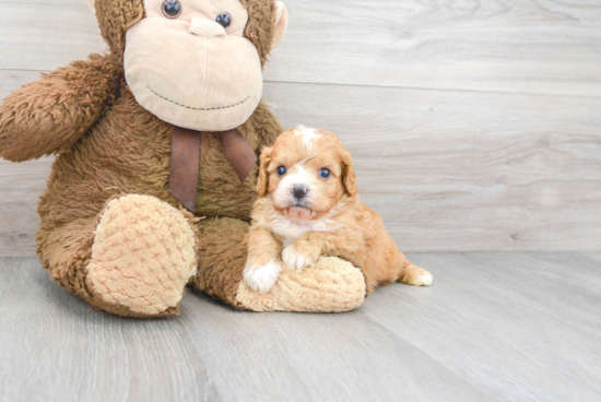 Friendly Cavapoo Baby