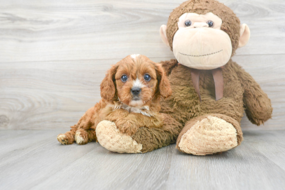 Cavapoo Puppy for Adoption