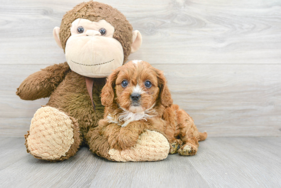 Best Cavapoo Baby