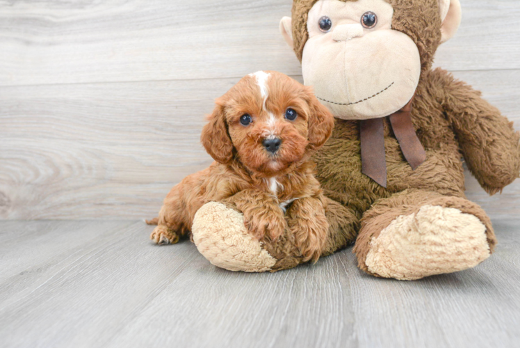 Funny Cavapoo Poodle Mix Pup