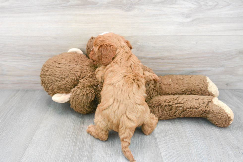 Playful Cavoodle Poodle Mix Puppy