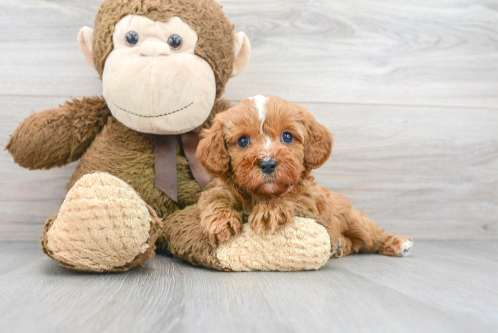 Playful Cavoodle Poodle Mix Puppy