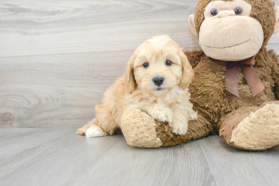 Small Cavapoo Baby