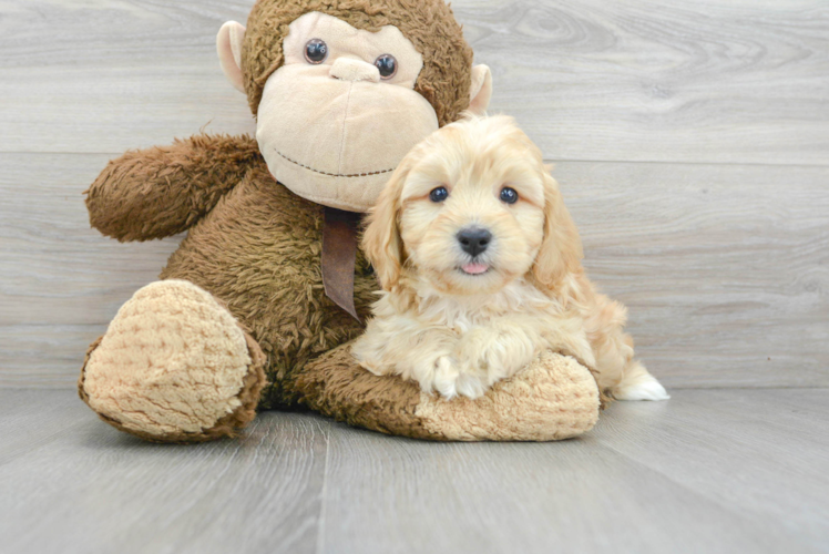 Hypoallergenic Cavoodle Poodle Mix Puppy