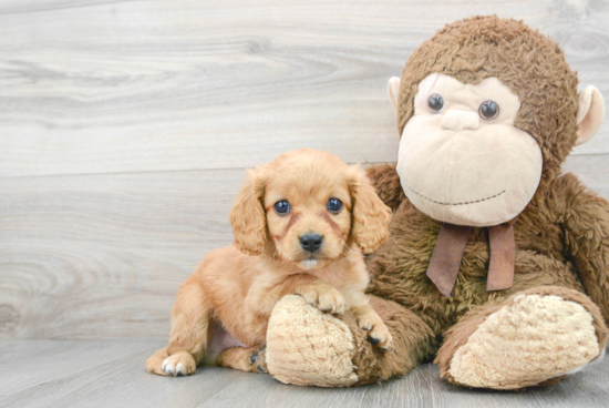 Best Cavapoo Baby