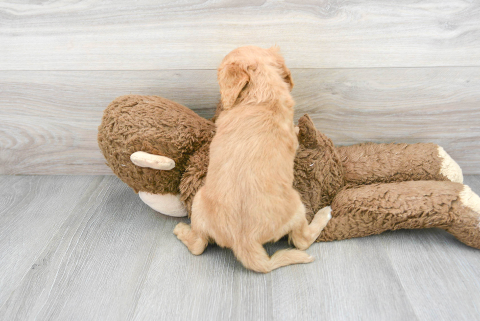 Cavapoo Puppy for Adoption