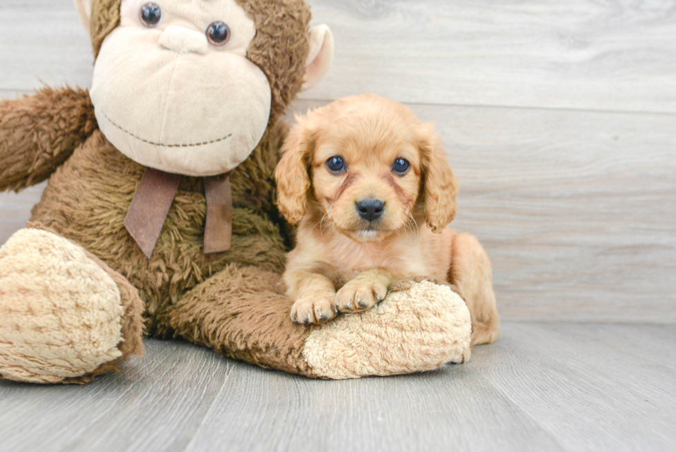 Friendly Cavapoo Baby