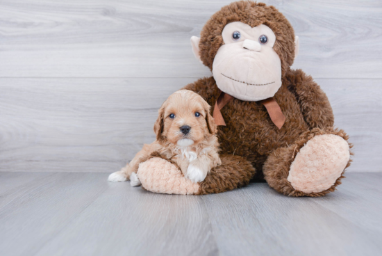 Best Cavapoo Baby