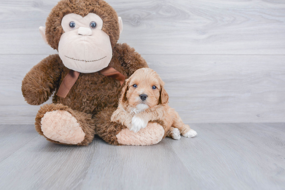 Hypoallergenic Cavoodle Poodle Mix Puppy