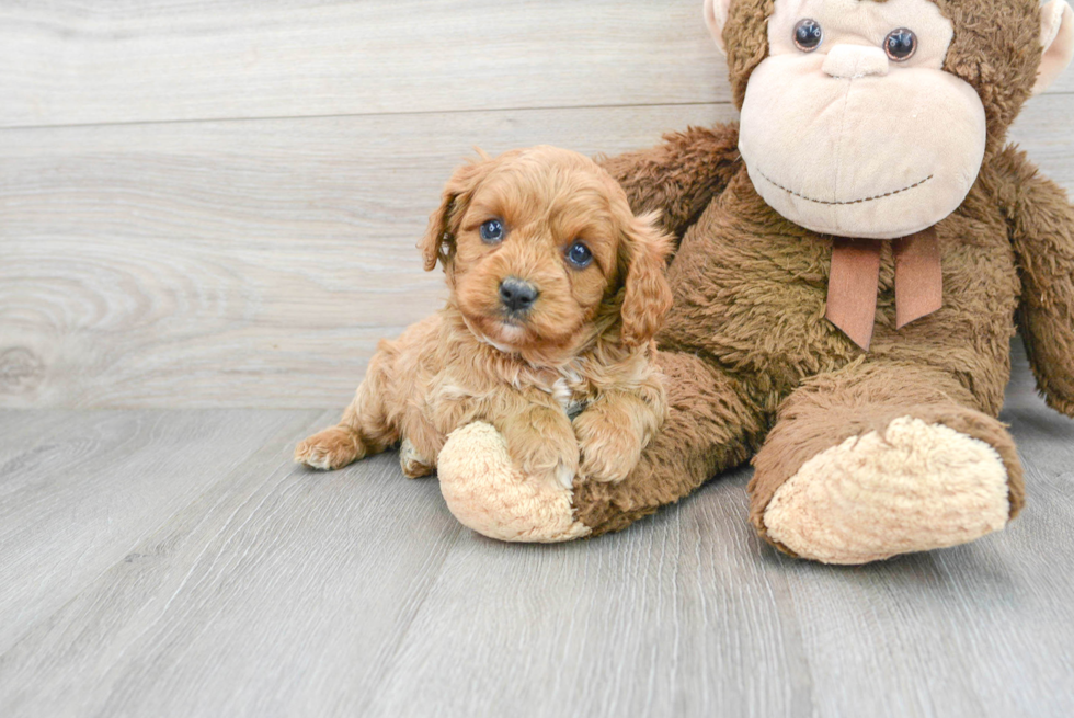 Funny Cavapoo Poodle Mix Pup