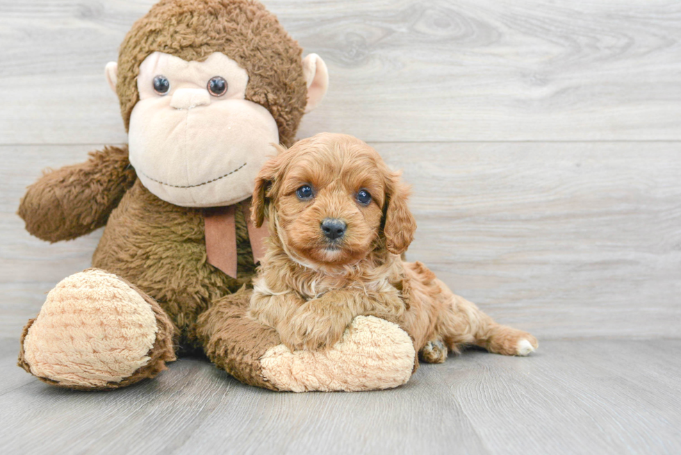 Popular Cavapoo Poodle Mix Pup