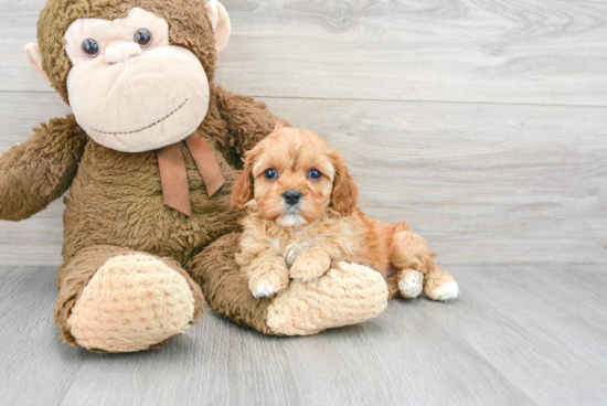 Petite Cavapoo Poodle Mix Pup