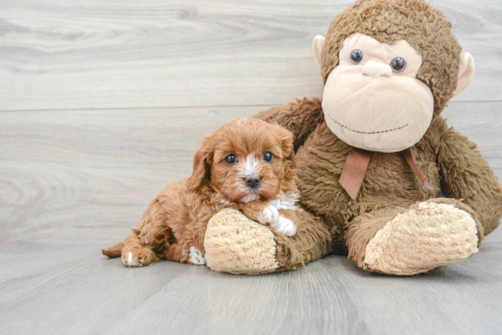 Cavapoo Puppy for Adoption