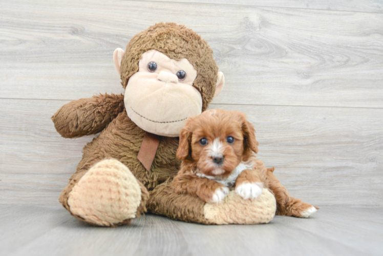 Best Cavapoo Baby