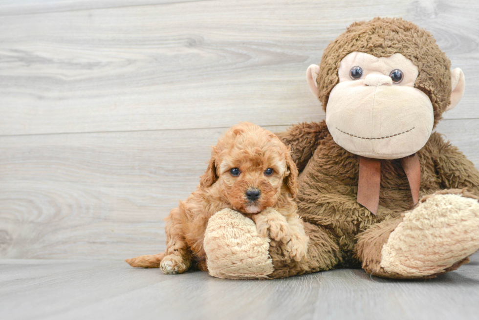 Adorable Cavoodle Poodle Mix Puppy