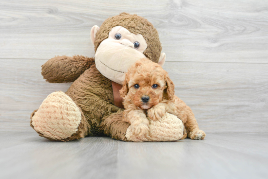 Best Cavapoo Baby