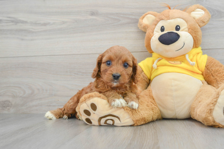 Best Cavapoo Baby