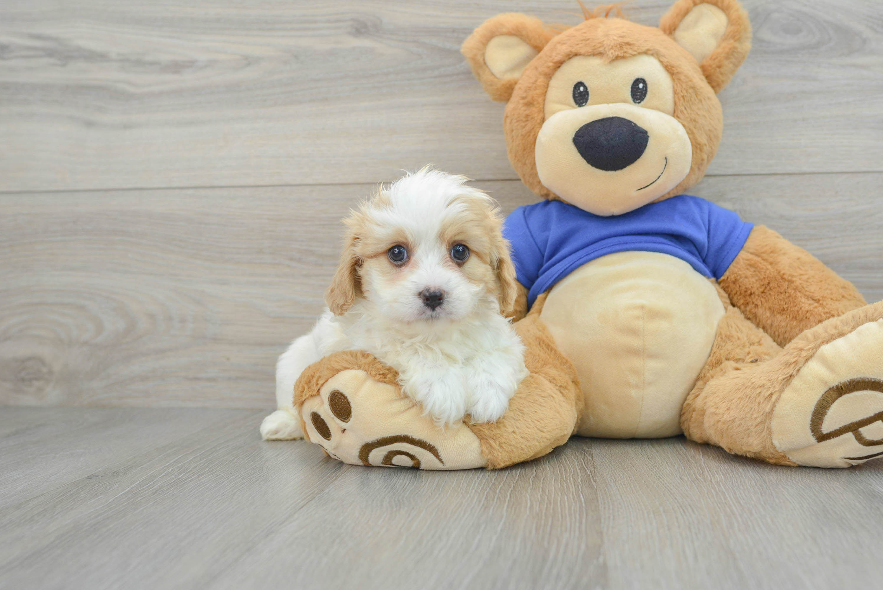 Smart Cavapoo Poodle Mix Pup