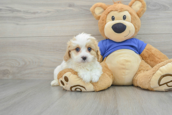 Smart Cavapoo Poodle Mix Pup