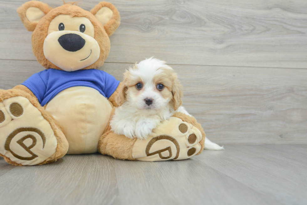 Small Cavapoo Baby