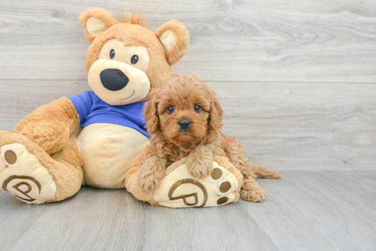 Adorable Cavoodle Poodle Mix Puppy