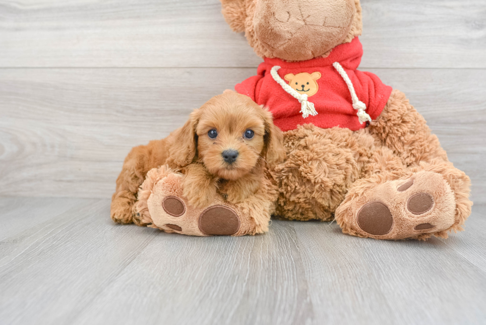 Popular Cavapoo Poodle Mix Pup