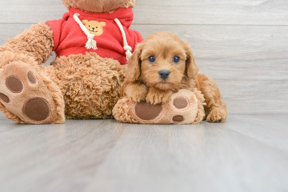 Energetic Cavoodle Poodle Mix Puppy