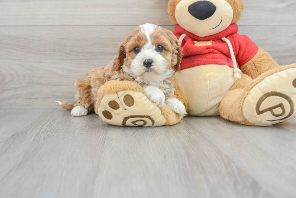 Little Cavoodle Poodle Mix Puppy