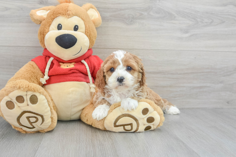 Fluffy Cavapoo Poodle Mix Pup