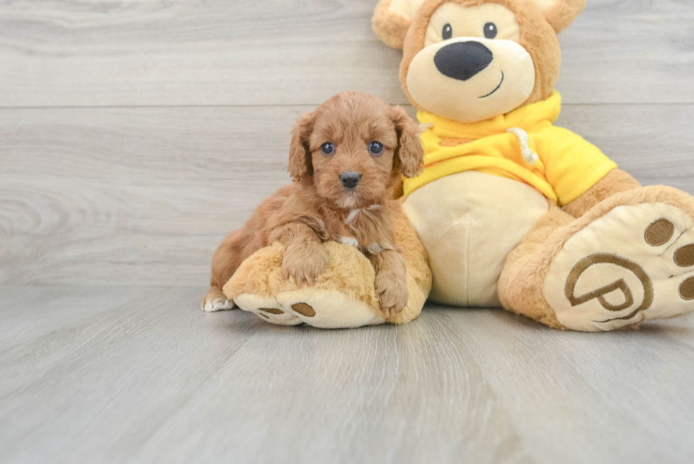 Cavapoo Puppy for Adoption