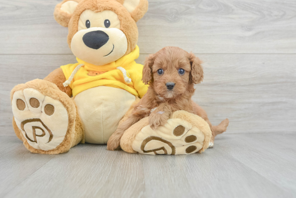 Adorable Cavoodle Poodle Mix Puppy