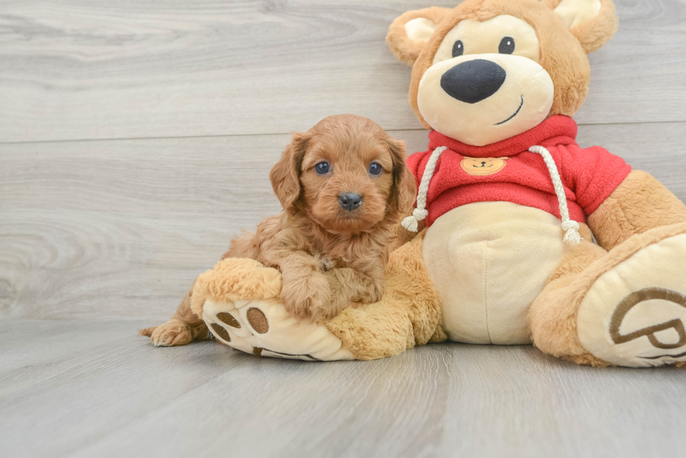 Friendly Cavapoo Baby