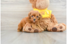 Small Cavapoo Baby