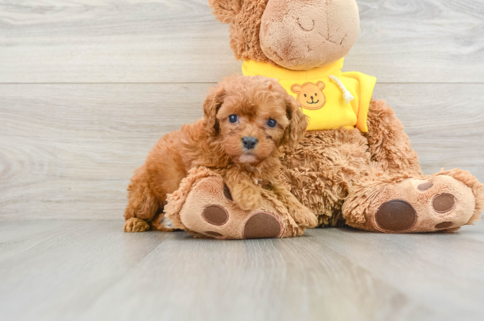 6 week old Cavapoo Puppy For Sale - Premier Pups