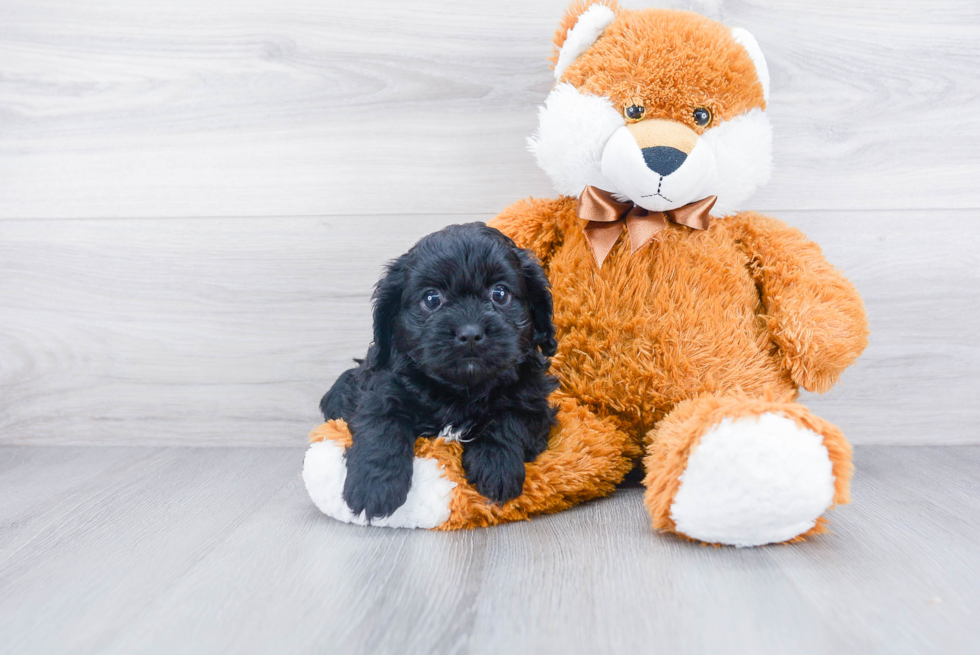 Best Cavapoo Baby