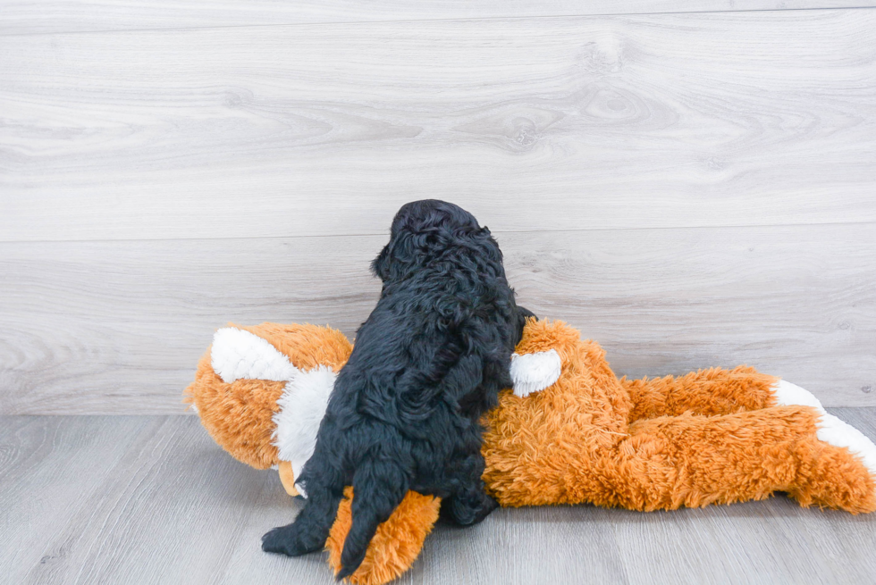 Cavapoo Pup Being Cute