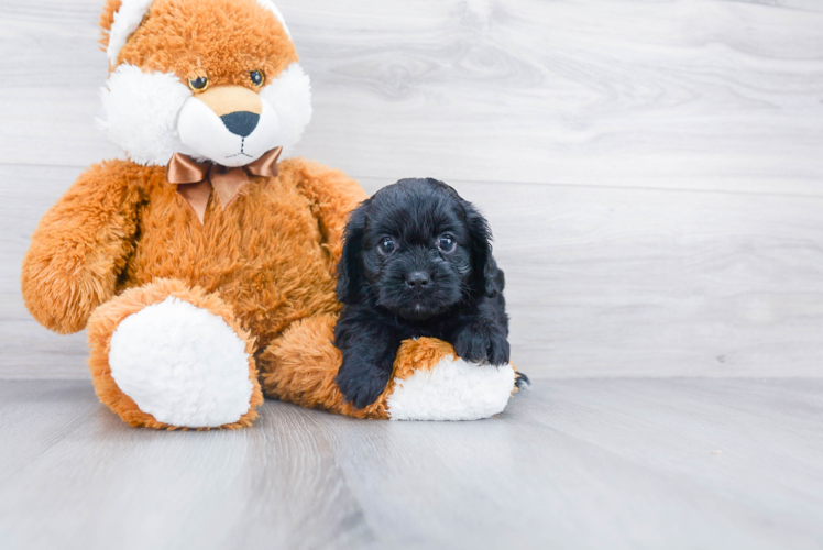 Little Cavoodle Poodle Mix Puppy