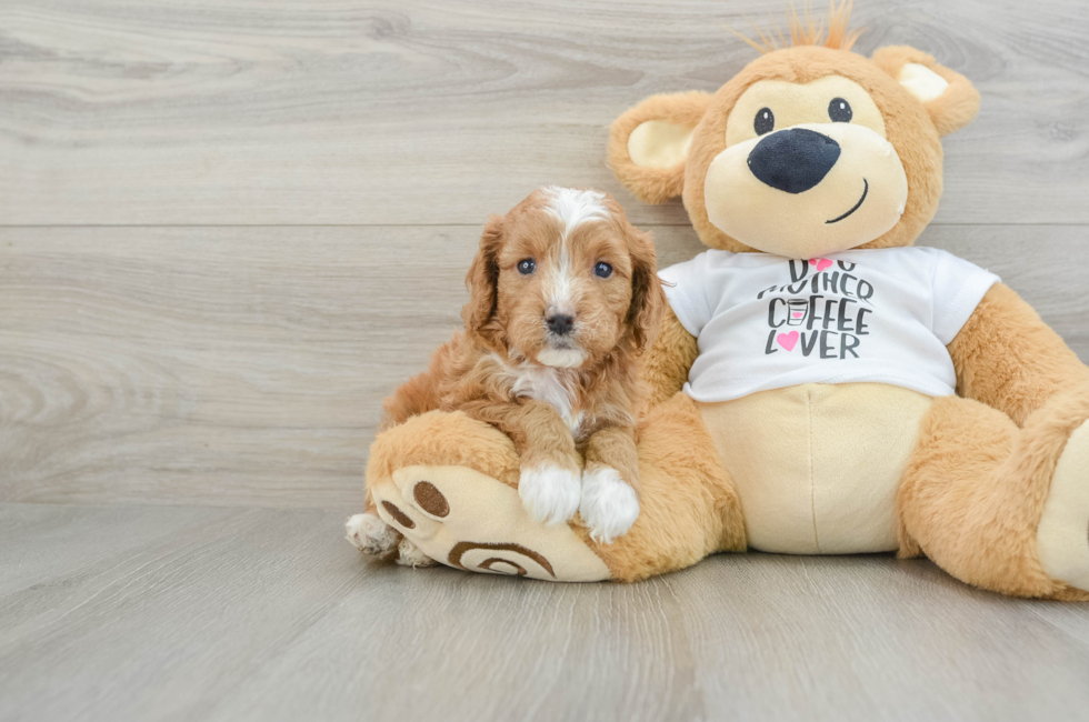 5 week old Cavapoo Puppy For Sale - Premier Pups