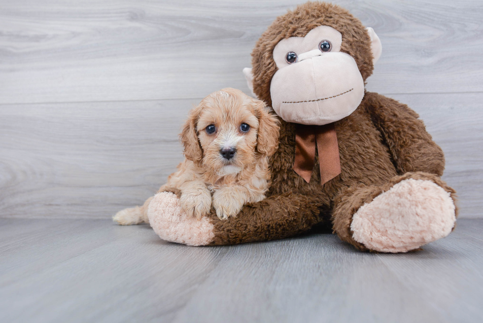 Little Cavoodle Poodle Mix Puppy