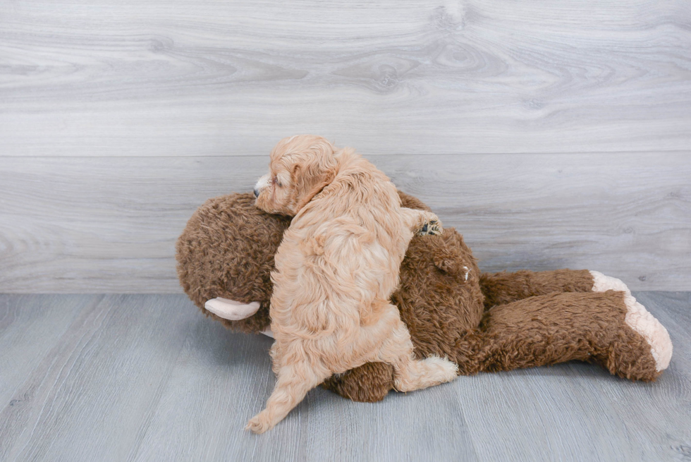 Sweet Cavapoo Baby